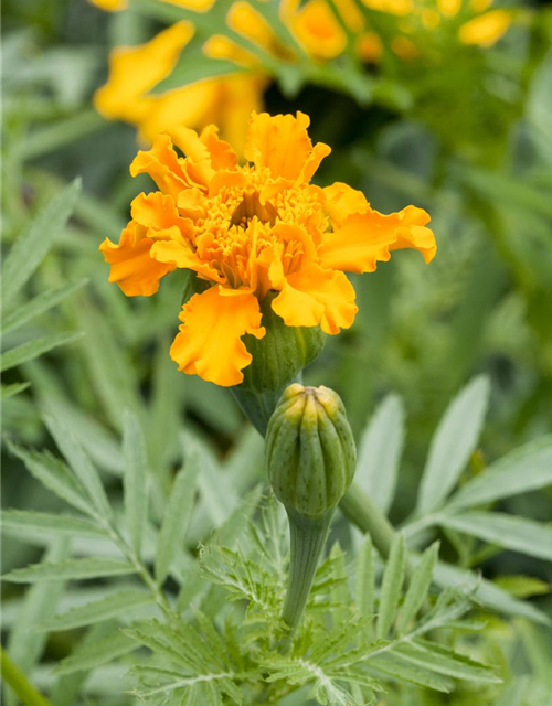 Tagetes erecta