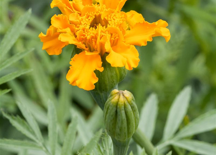 Tagetes erecta