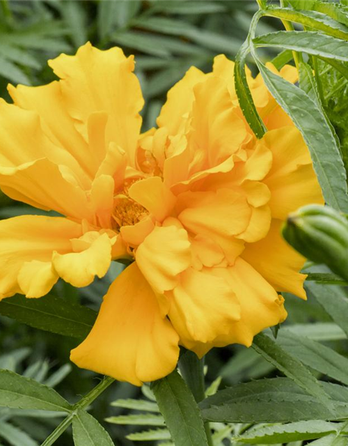 Tagetes erecta