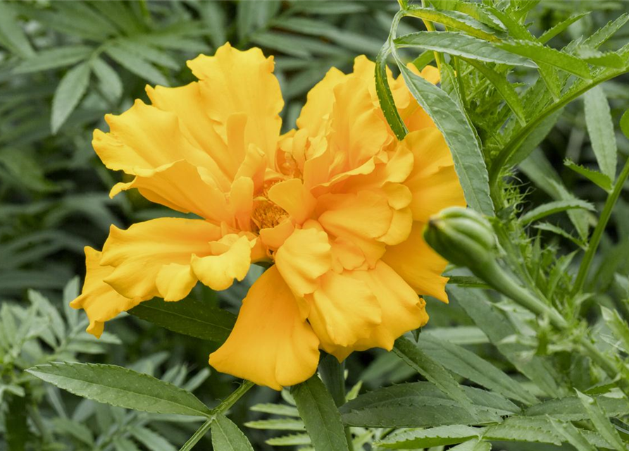 Tagetes erecta