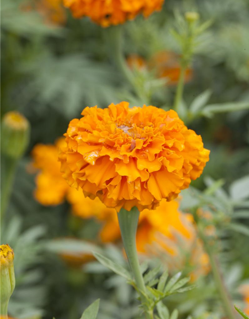 Tagetes erecta