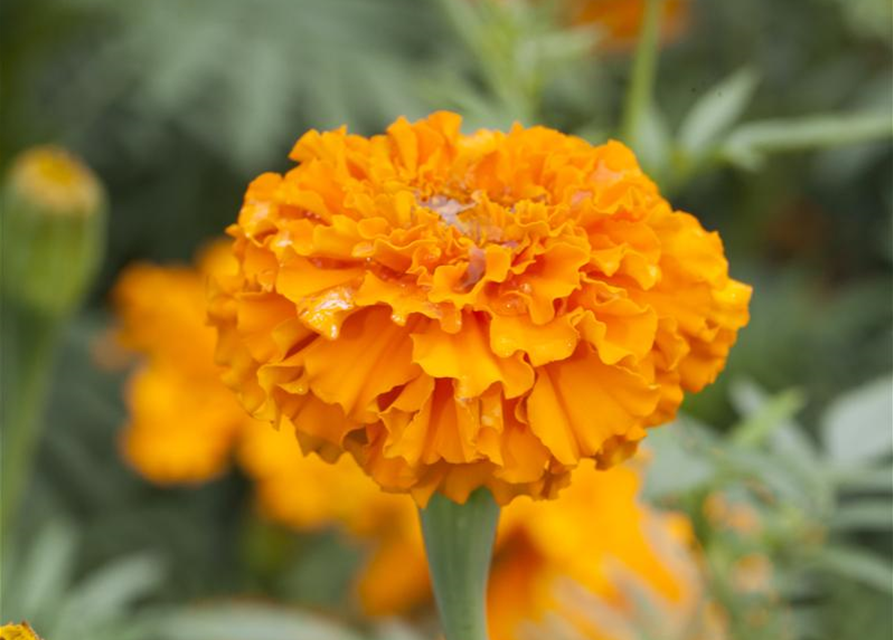 Tagetes erecta