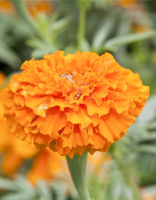 Tagetes erecta