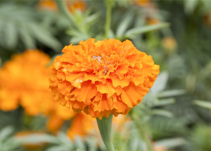 Tagetes erecta