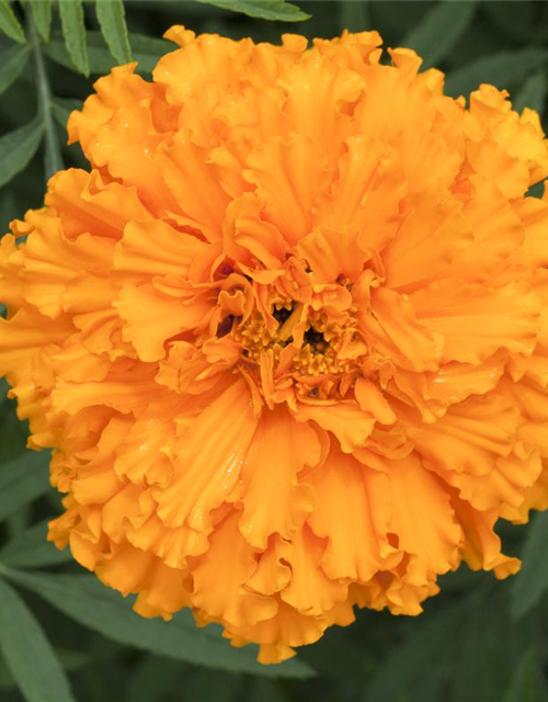 Tagetes erecta