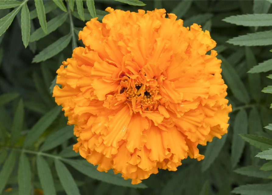 Tagetes erecta