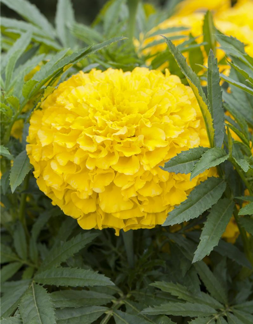 Tagetes erecta