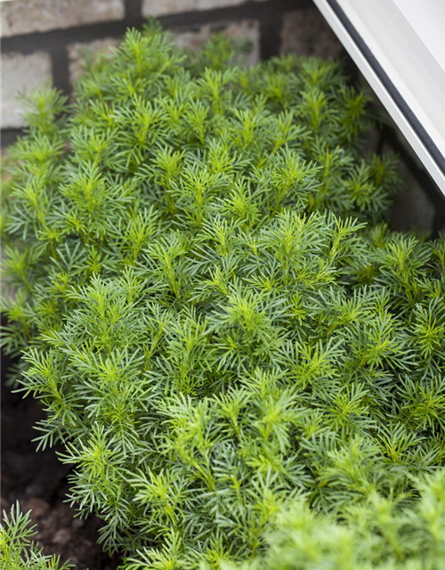 Tagetes filifolia Salmi