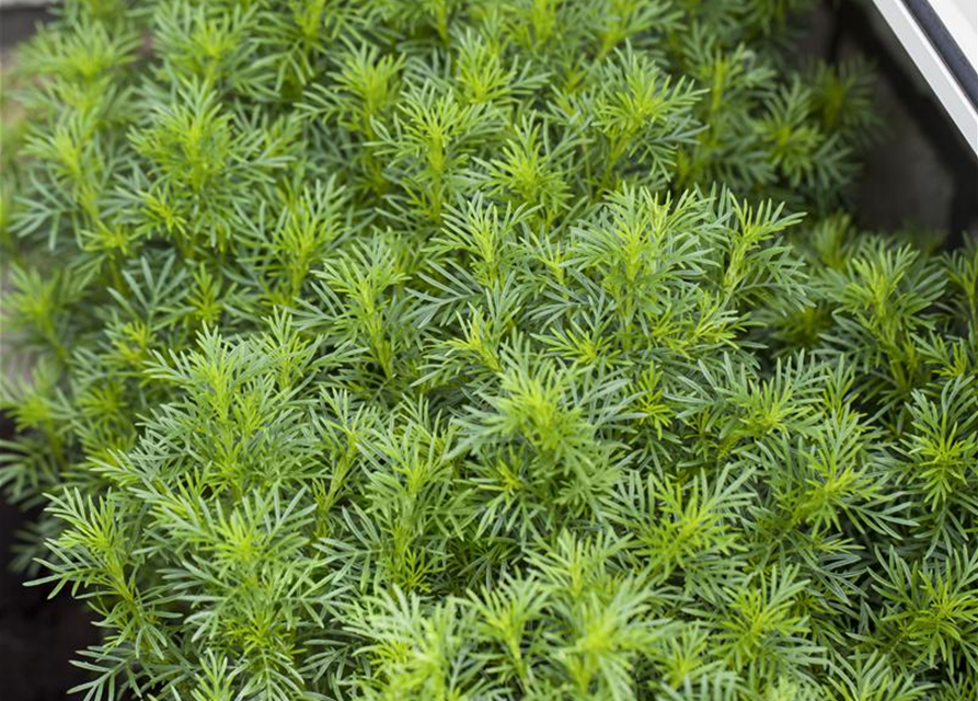 Tagetes filifolia Salmi