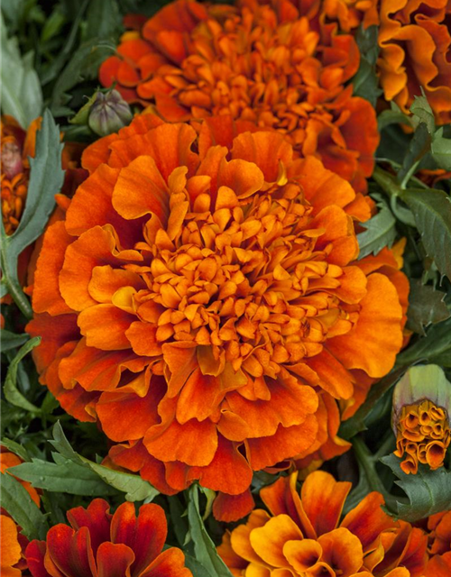 Tagetes patula Fireball