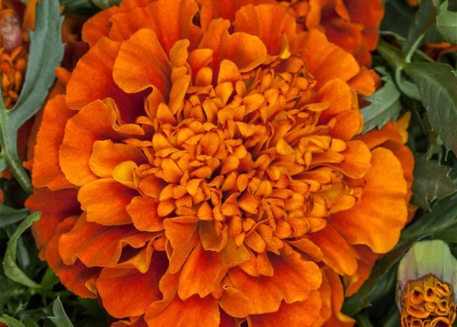 Tagetes patula Fireball