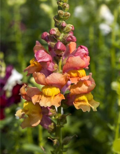 Antirrhinum majus