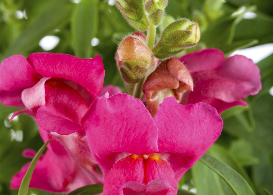 Antirrhinum majus