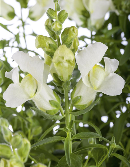 Antirrhinum majus