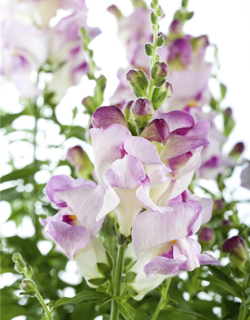 Antirrhinum majus