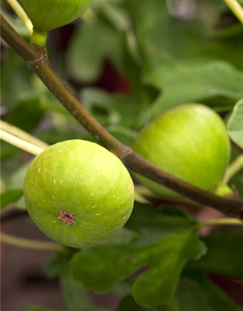 Ficus carica Brown Turkey