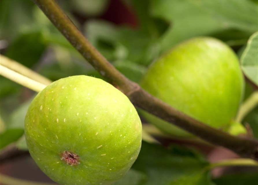 Ficus carica Brown Turkey