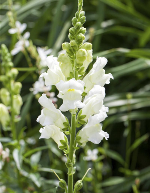 Antirrhinum