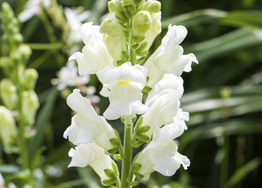 Antirrhinum