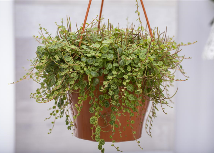 Peperomia caperata Schumi