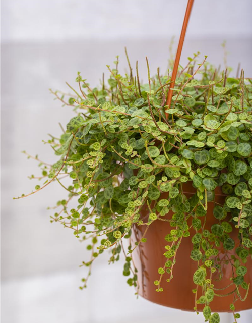 Peperomia caperata Schumi