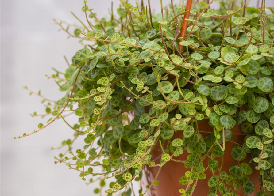 Peperomia caperata Schumi