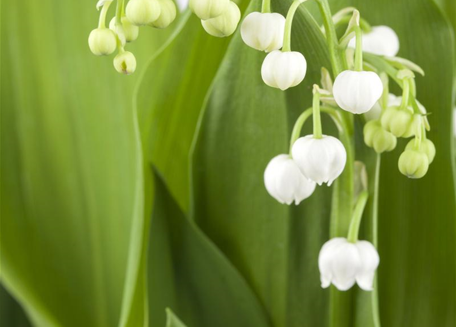 Convallaria majalis