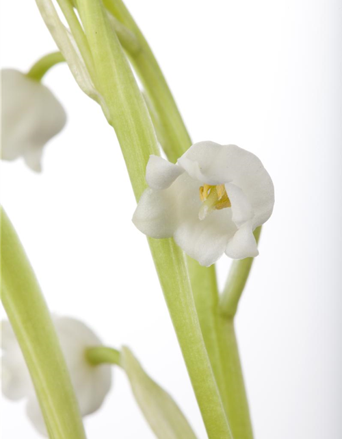 Convallaria majalis