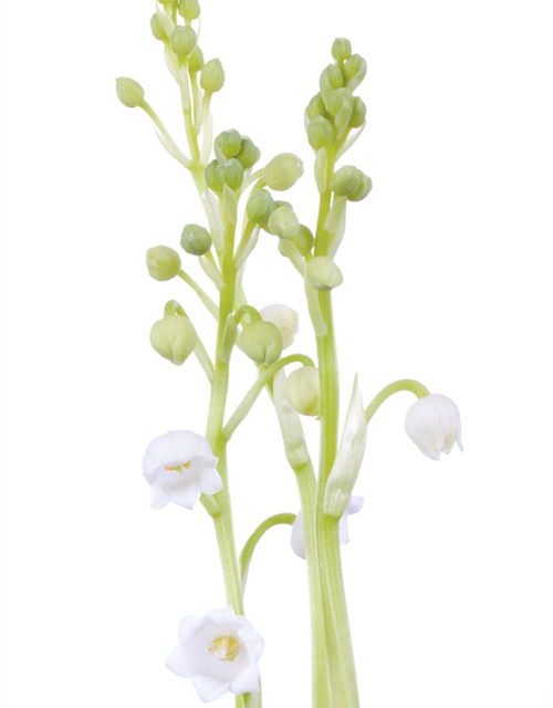 Convallaria majalis