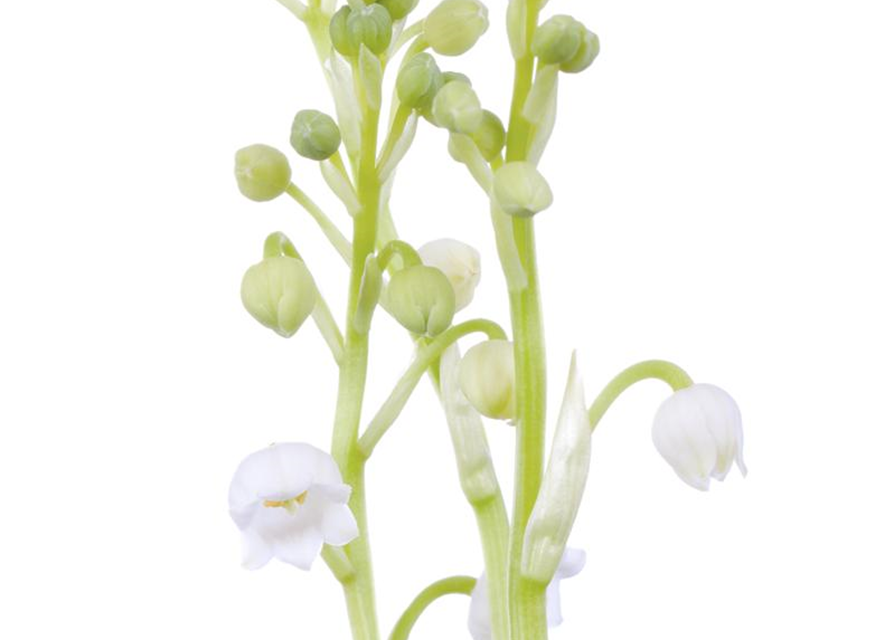 Convallaria majalis