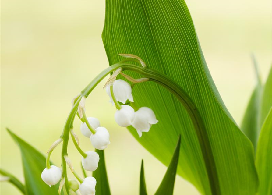 Convallaria majalis