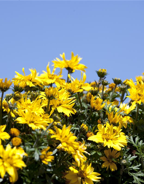 Bidens ferulifolia