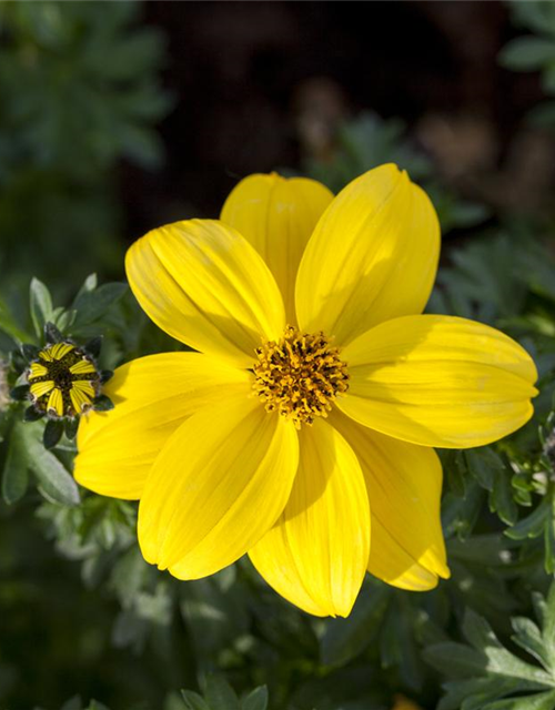 Bidens ferulifolia