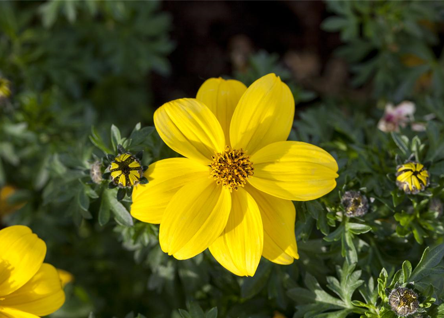 Bidens ferulifolia