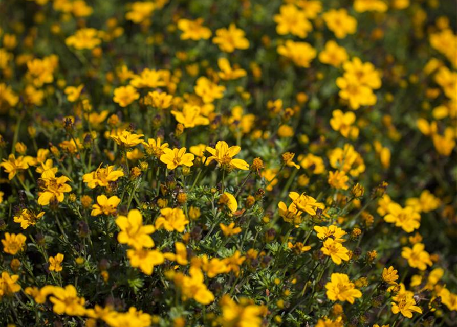 Bidens ferulifolia