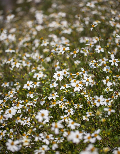 Bidens ferulifolia