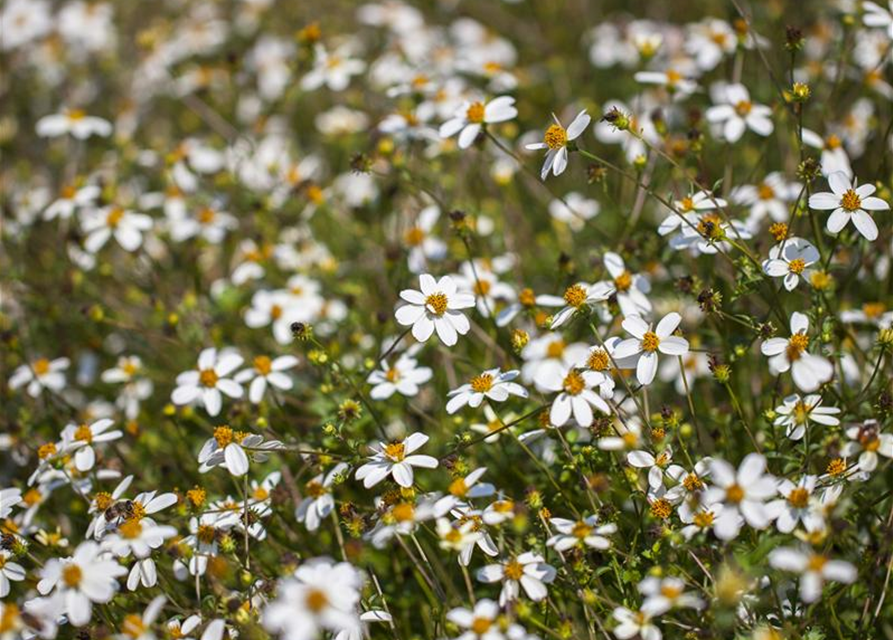 Bidens ferulifolia