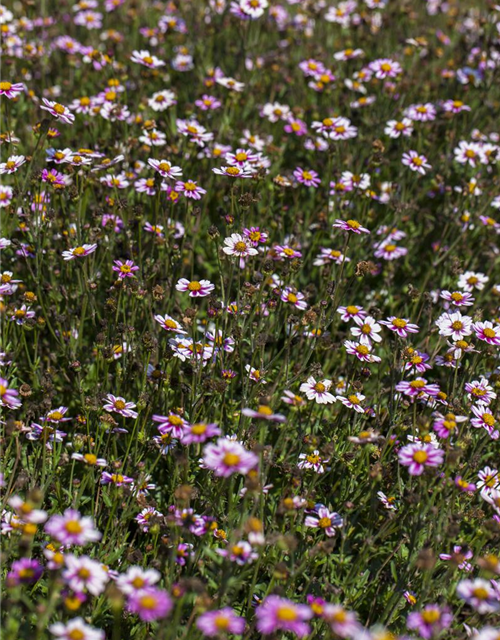 Bidens ferulifolia