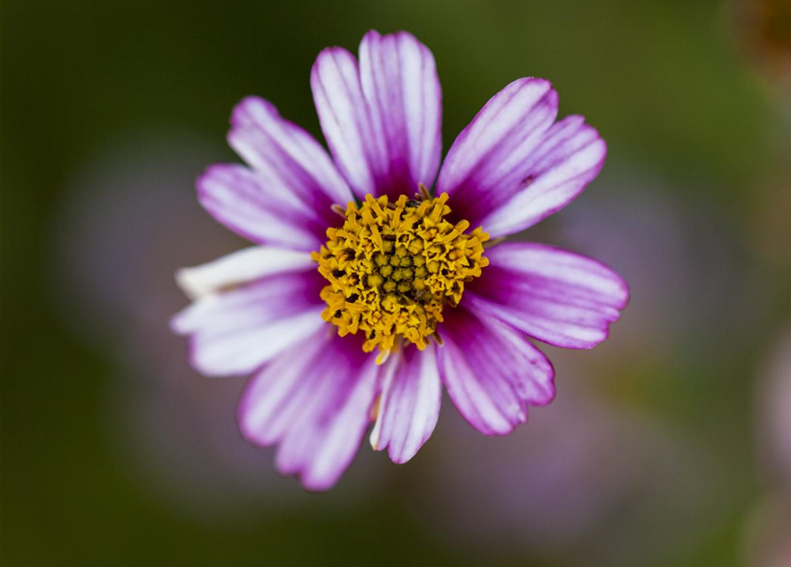 Bidens ferulifolia