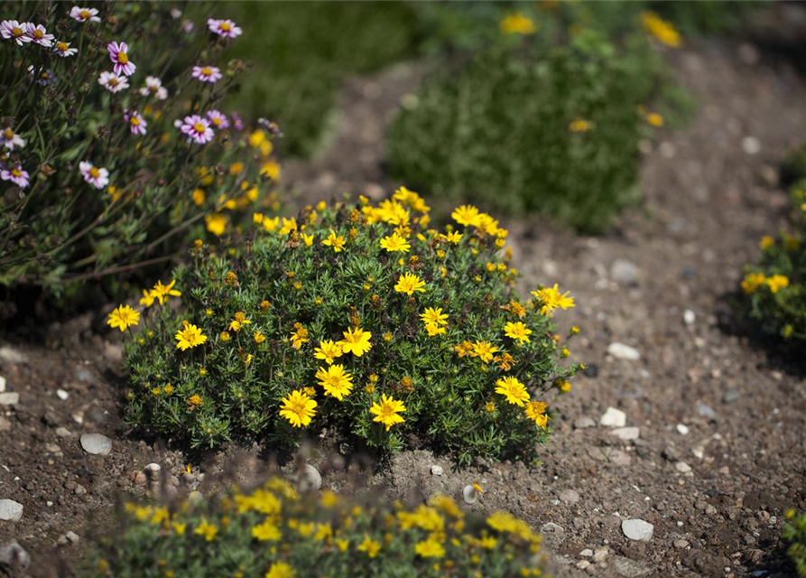 Bidens ferulifolia