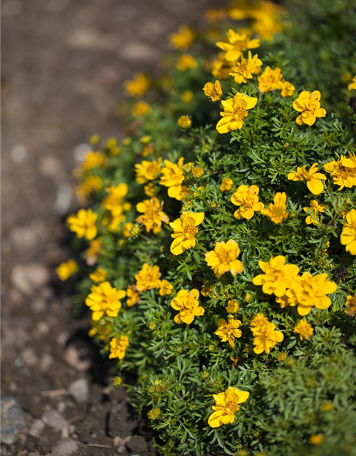 Bidens ferulifolia