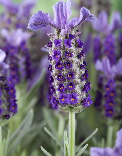 Lavandula stoechas