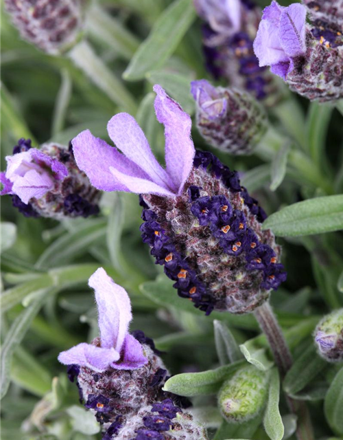 Lavandula stoechas