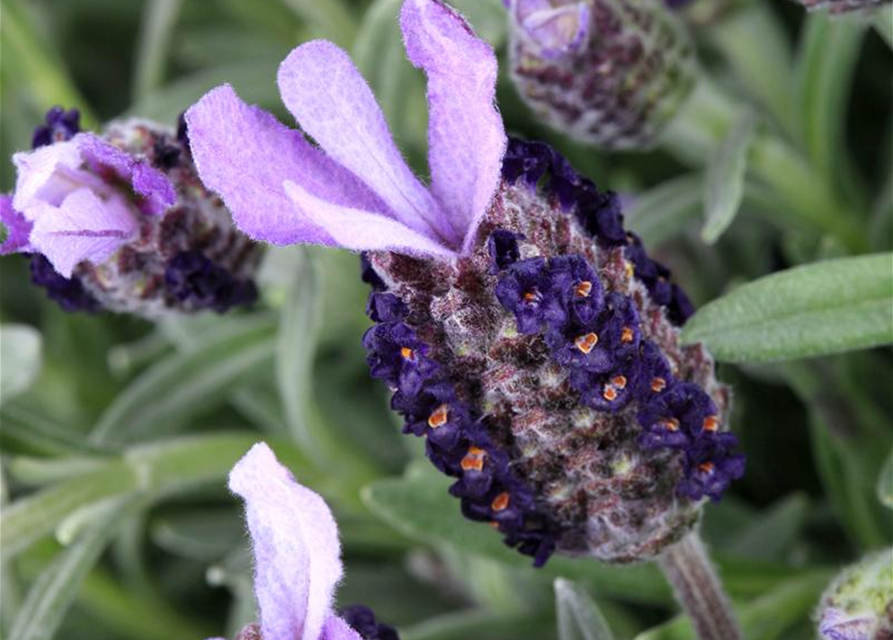 Lavandula stoechas