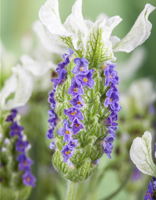 Lavandula stoechas