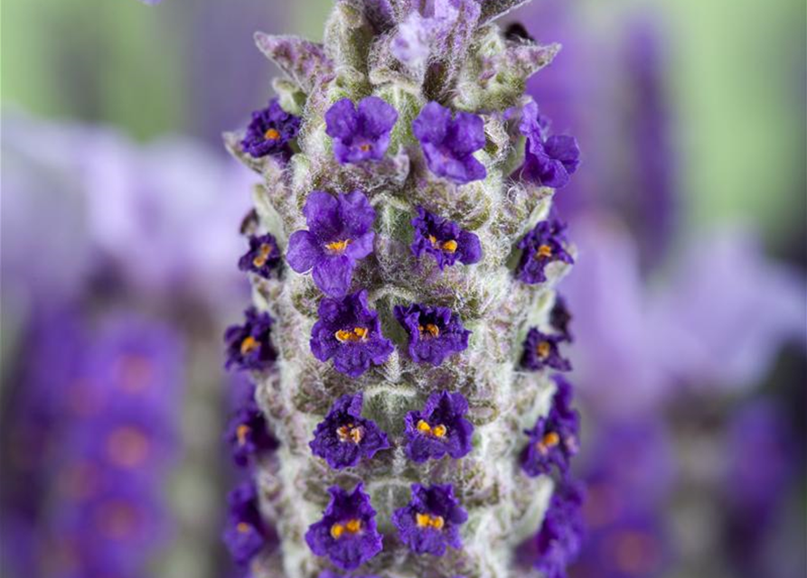 Lavandula stoechas