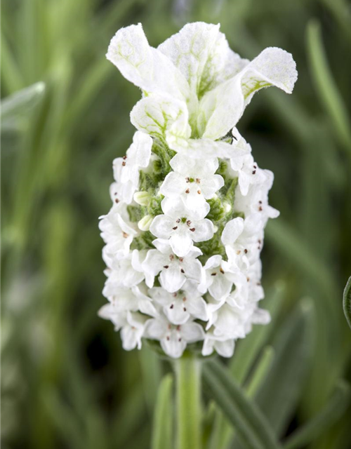 Lavandula stoechas