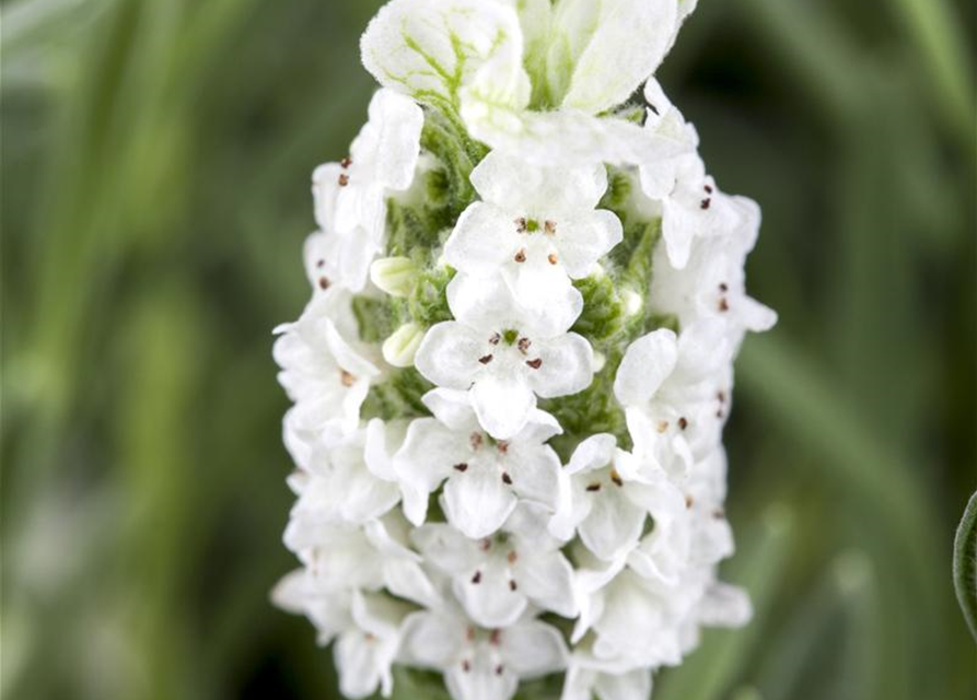 Lavandula stoechas