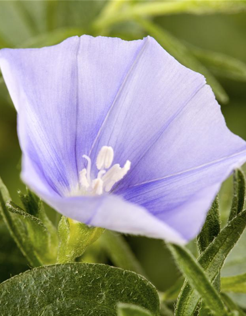 Convolvulus sabatius