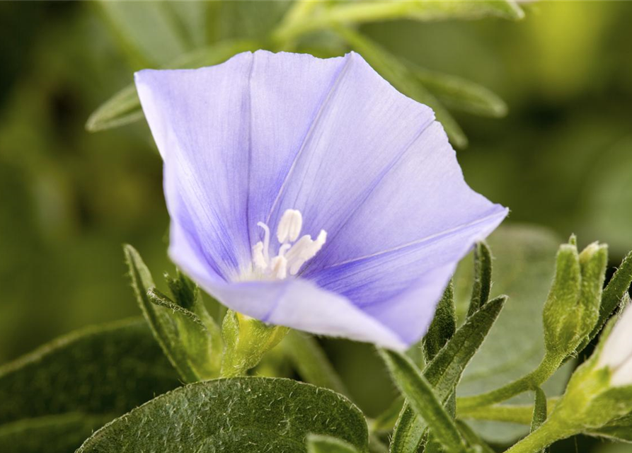 Convolvulus sabatius